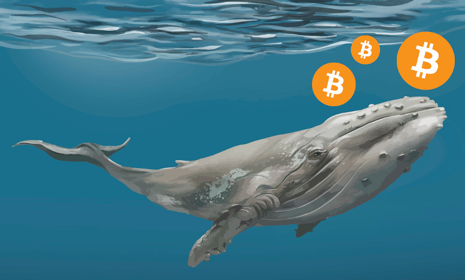 Balinalar, Bitcoin'i (BTC) Bu Seviyeden Almak İçin Büyük Miktarda Alış Emri  Girdi • Coinkolik