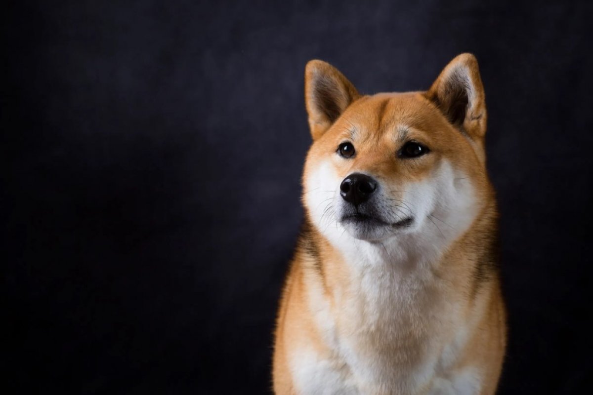 shib-inu.jpg