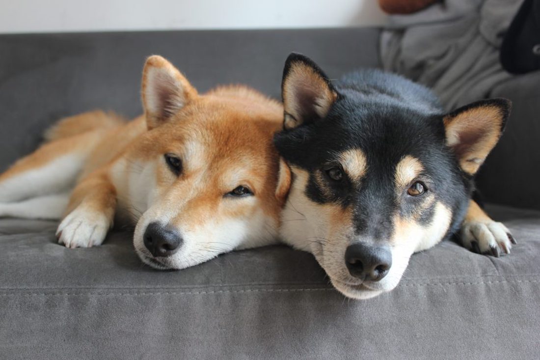 doge-shib.jpg