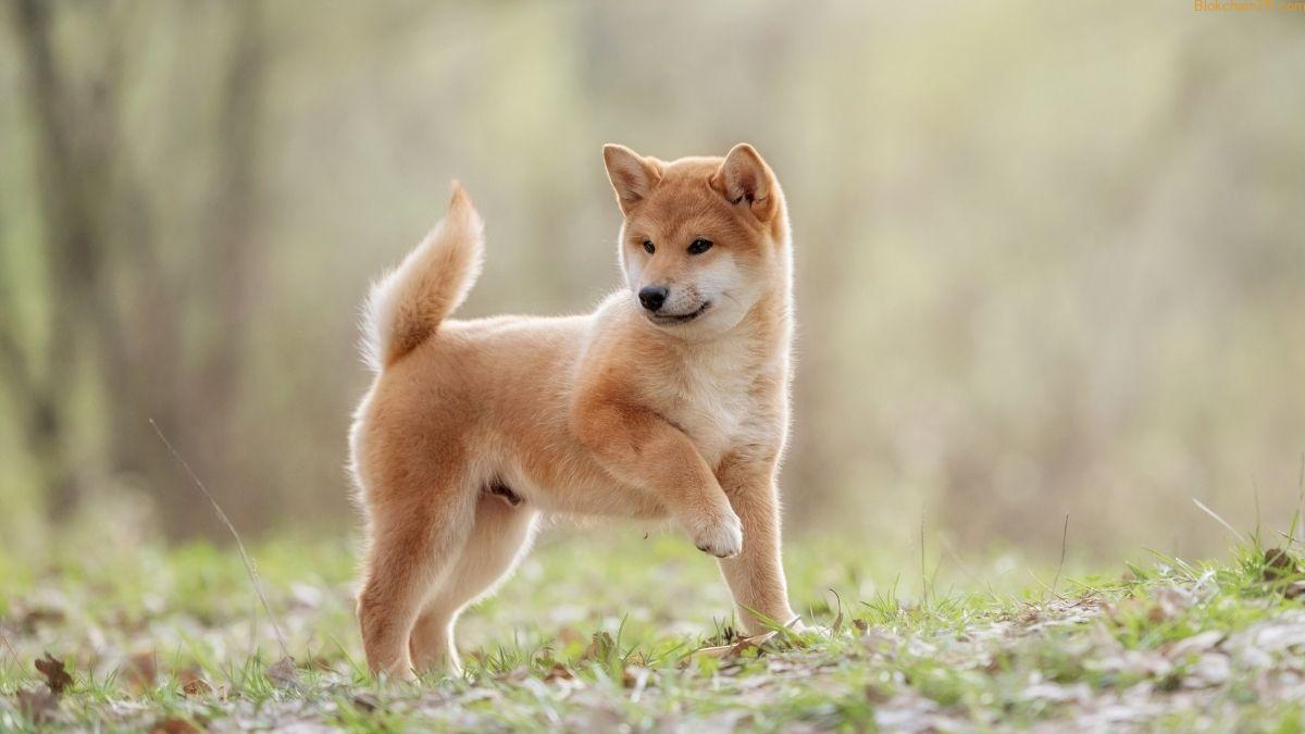 balinalar-son-birkac-saat-icinde-20-7-milyar-shiba-inu-shib-aldi.jpeg