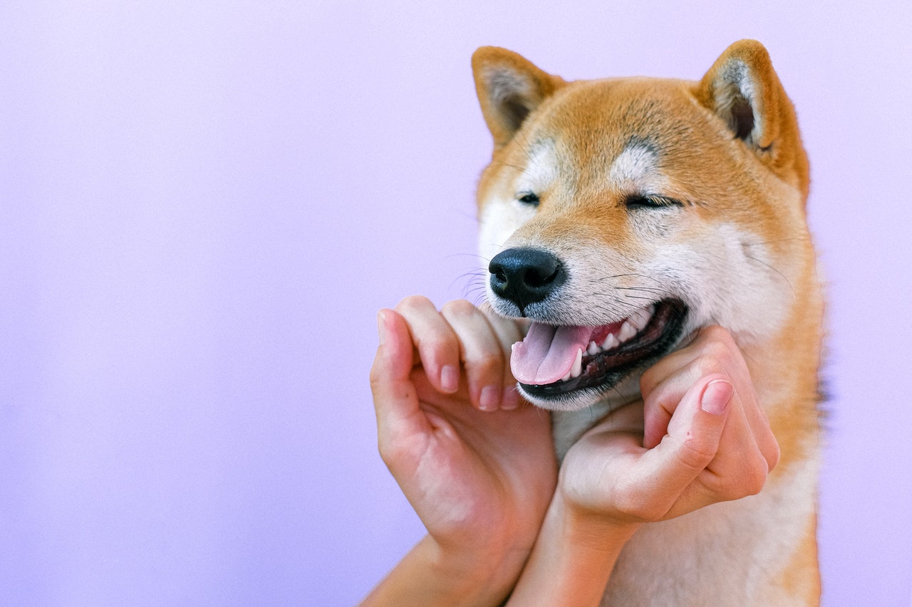 shib-1.jpg