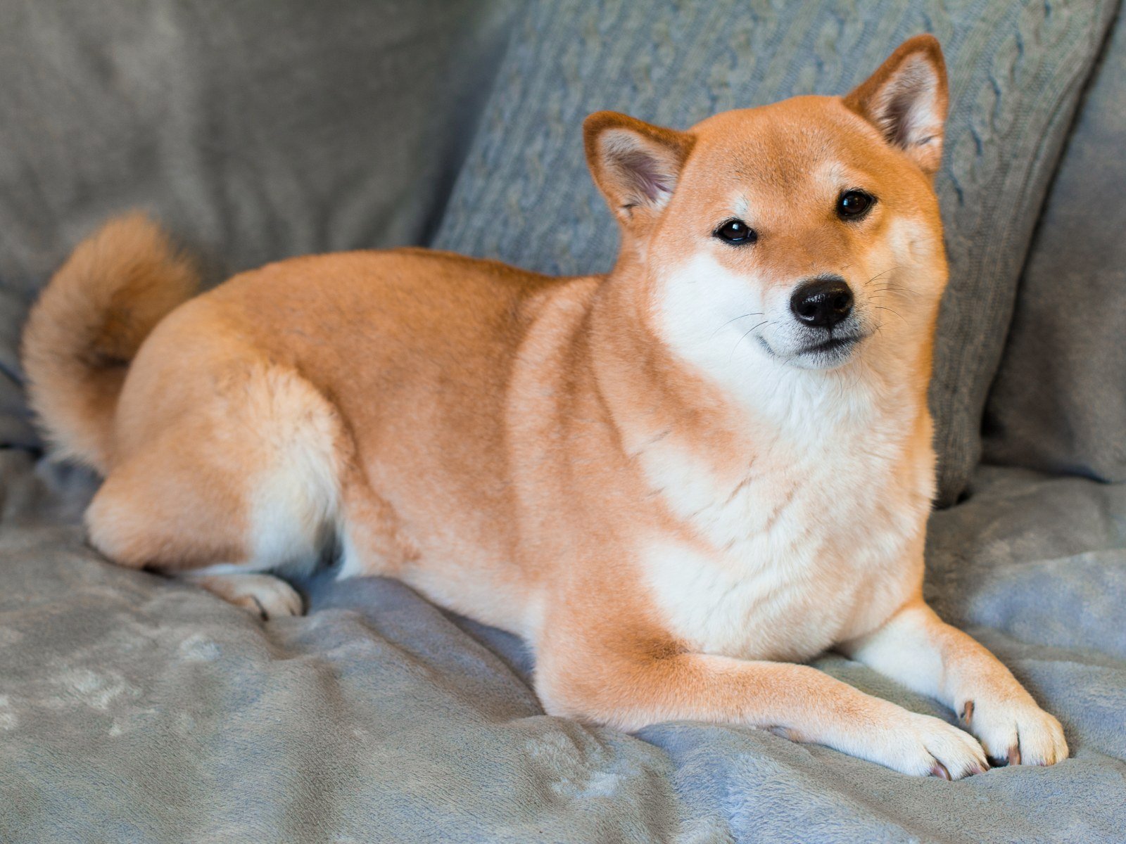 shiba-inu-1-1.jpg