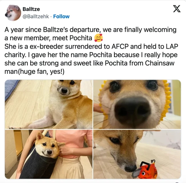 memecoin pochita